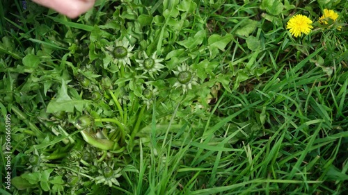 Human hand gently gathering young dandelion buds from green grass, representing wild foraging and connection to nature.