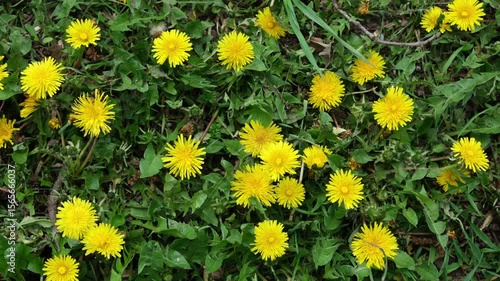 Bright yellow dandelions blooming in dense green grass, forming a cheerful springtime carpet of wildflowers.