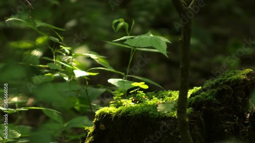 green leaves in the forest