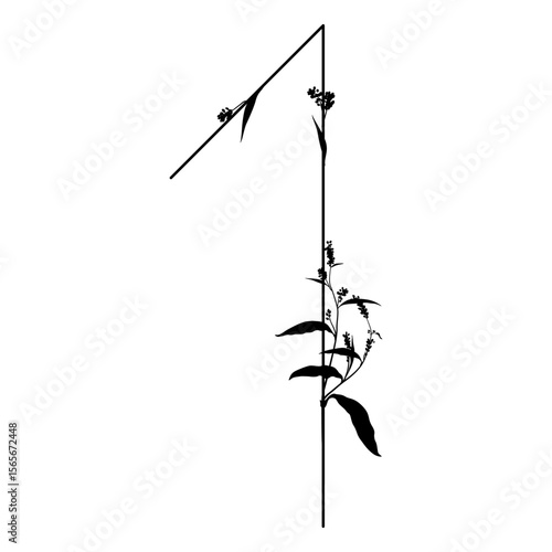 Digit 1 with floral motifs. Numeral one. Botanical font with herbs and wildflowers. Blooming branches of Polygonum plant. Knotweed or Smartweed flower. Black silhouette on white background.