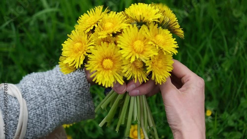 Close-up of hands using scissors to cut a bouquet of bright yellow dandelions in a lush green meadow.