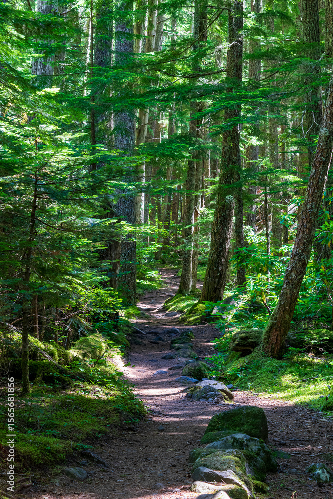 Fototapeta premium path in the woods