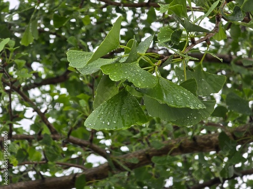 rain drops on a tree
