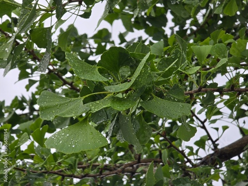 green leaves on a tree