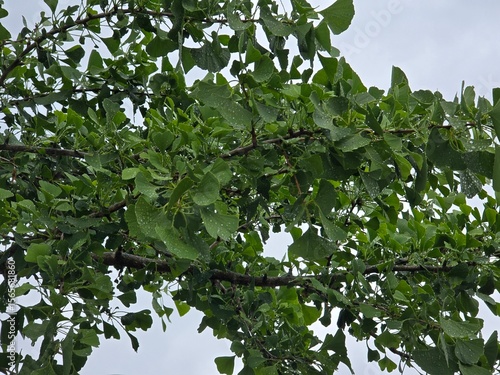green leaves and sun