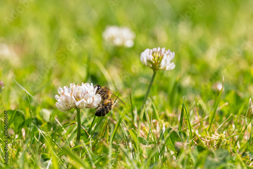 Honey Bee on White Clover Flower Growing in Lawn  Collecting Pollen and Nectar