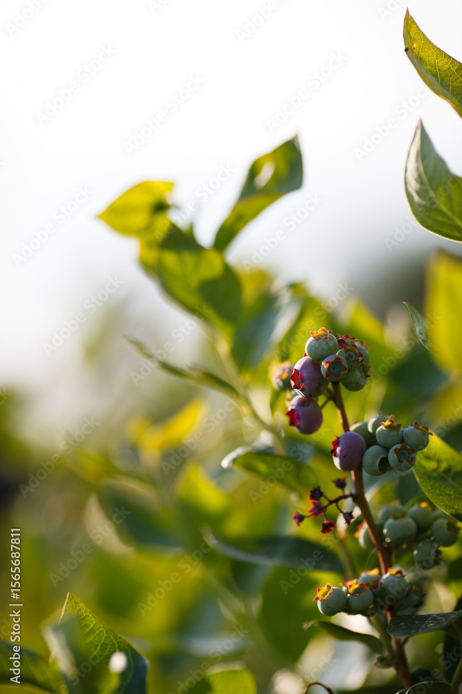 Beautiful fresh blueberry bushes fresh juicy blueberries ripening in the rays of the setting sun macro photography. Beautiful fresh blueberry bushes fresh juicy blueberries ripening in the rays of the setting sun macro photography.