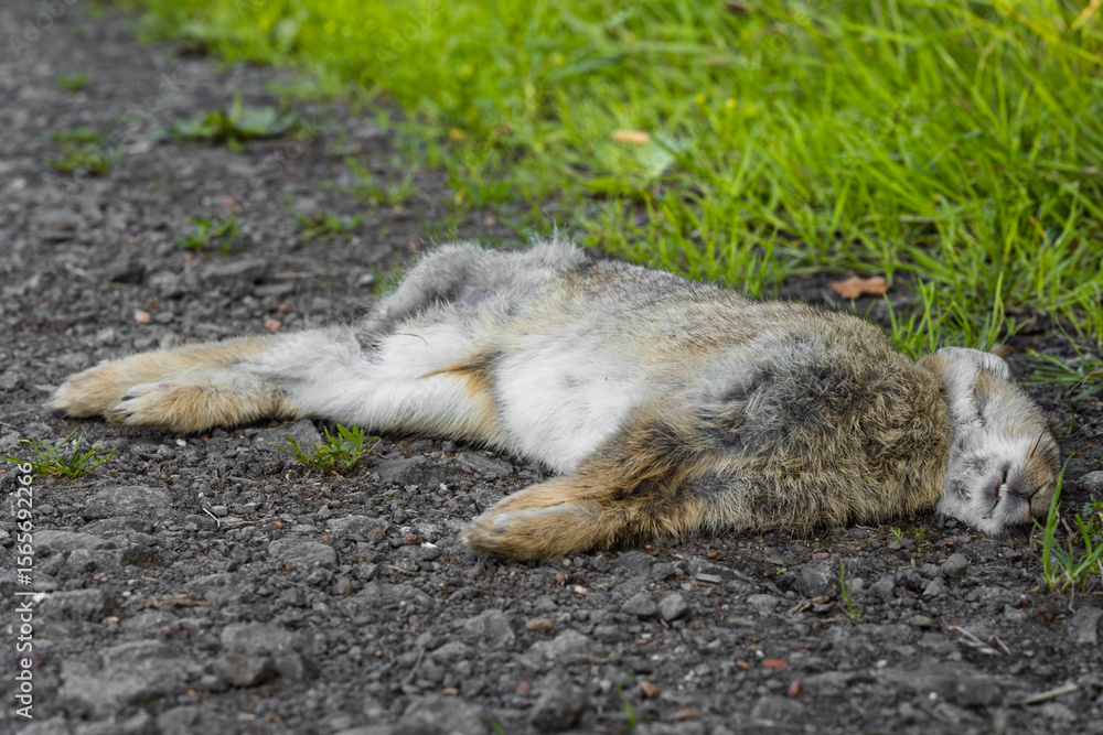 Fototapeta premium Young Rabbit Roadkill on Tarmac Asphalt Road Beside Grass Verge