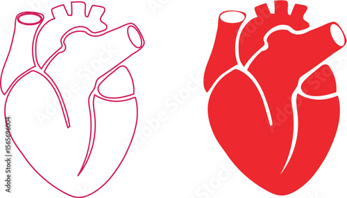 Human Heart Anatomy Detailed Illustrations of the Cardiovascular System
