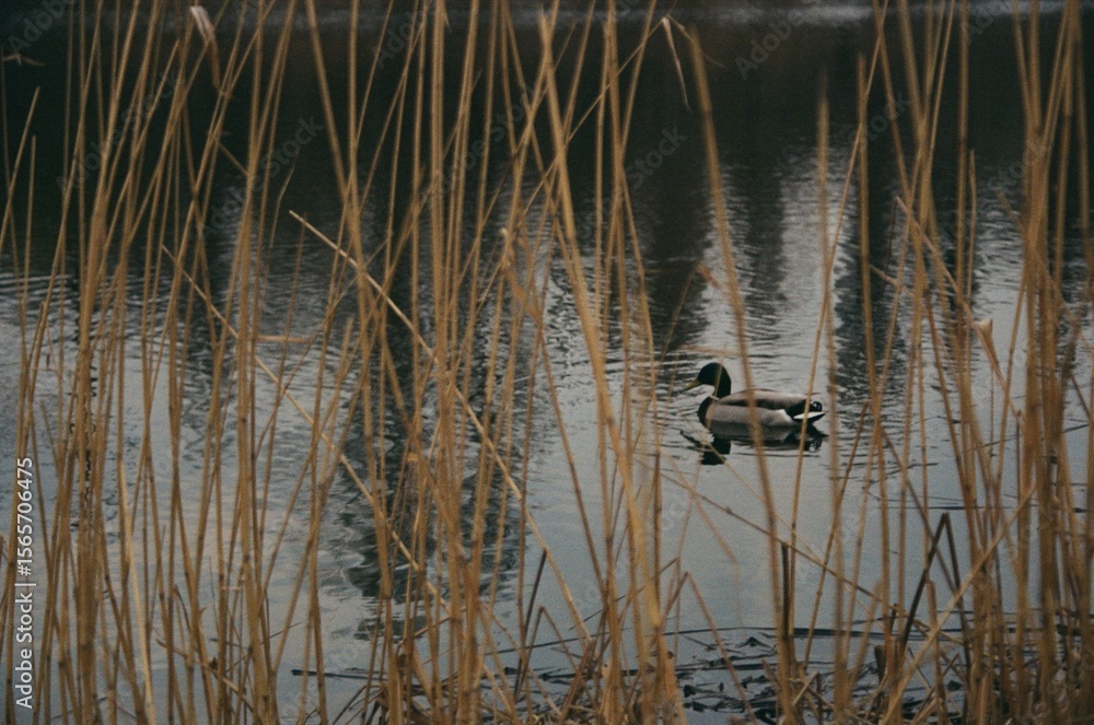 Fototapeta premium Wild Duck Swimming Behind Dry Reeds on Film
