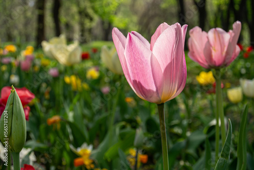 Gentle Spring Bloom in Full Natural Harmony 