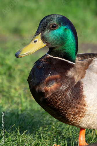 Close-Up Portrait of a Male Mallard Duck