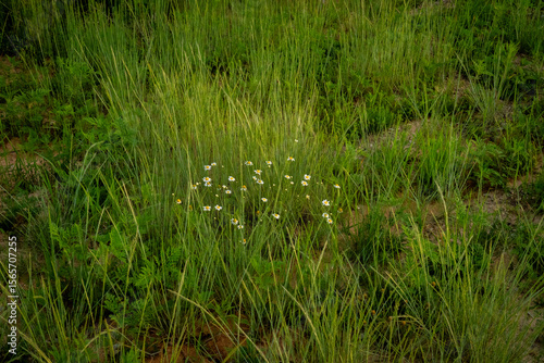 Wildflower in The Field 