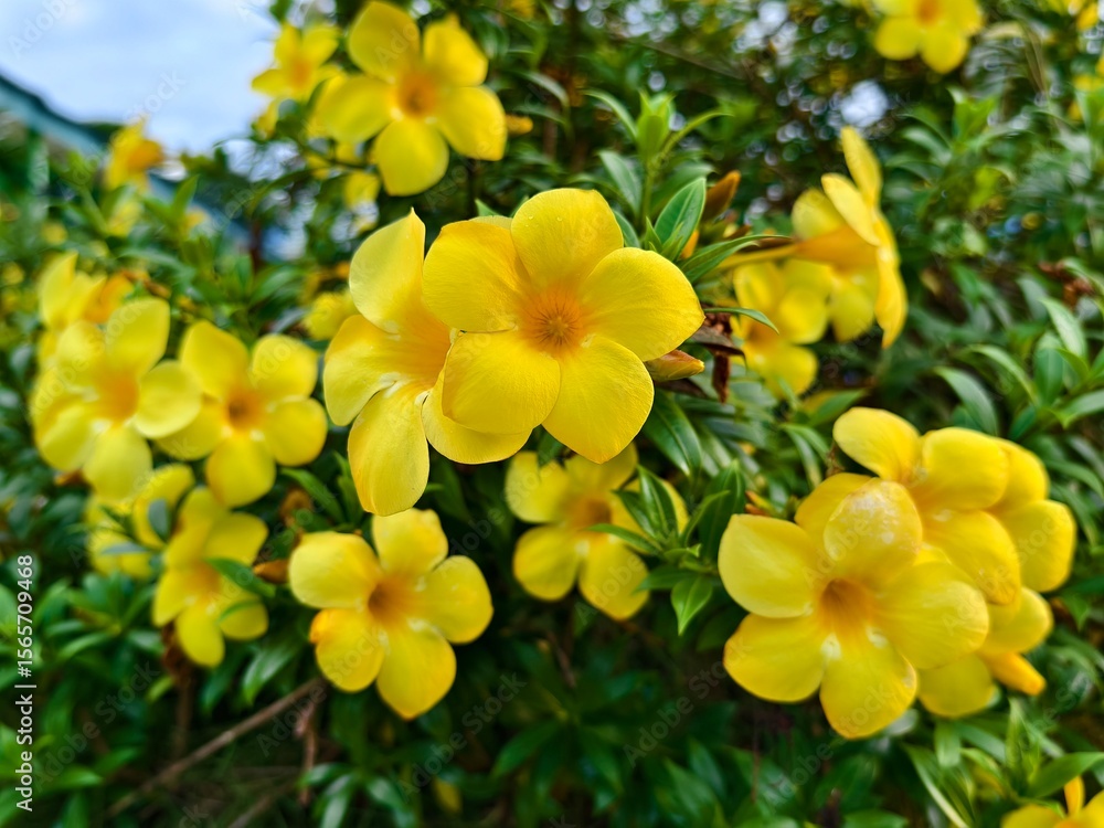 Obraz premium beautiful collection of Allamanda cathartica flowers