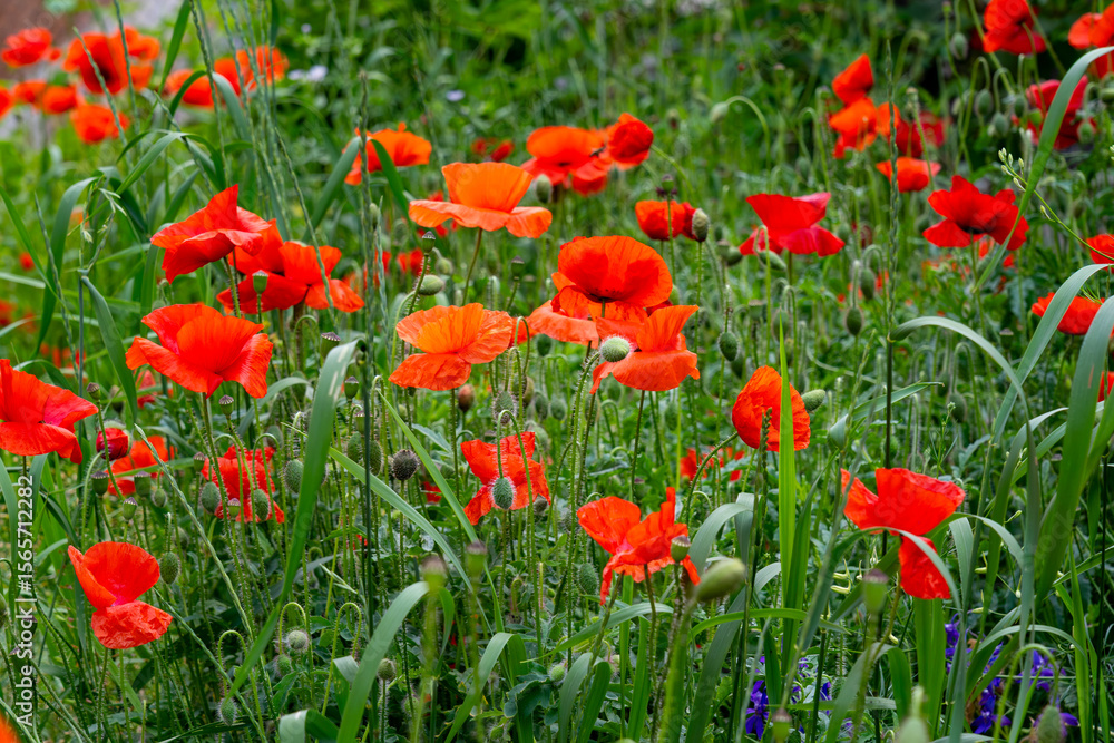 Fototapeta premium Bright red poppies bloom in a lush green field during the spring season in a countryside setting