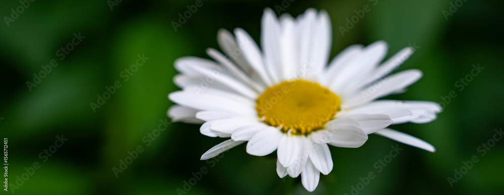 Fototapeta premium White daisy blossom surrounded by lush green foliage in a serene garden setting during daylight