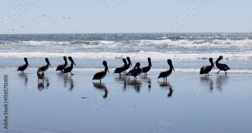 Flock of Pelicans Gathering on Coastal Shoreline