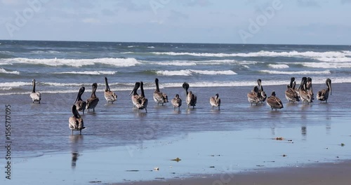 Flock of Pelicans Gathering on Coastal Shoreline