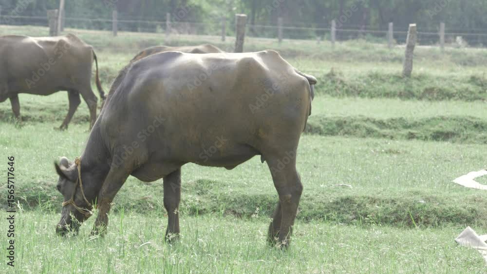 Grazing Peace - A serene moment in the life of a bovine Grazing Peace - A serene moment in the life of a bovine