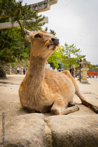 Deer resting peacefully in Miyajima, Japan


