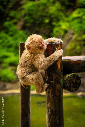 Photography Young Japanese macaque climbing a tree branch in monkey park