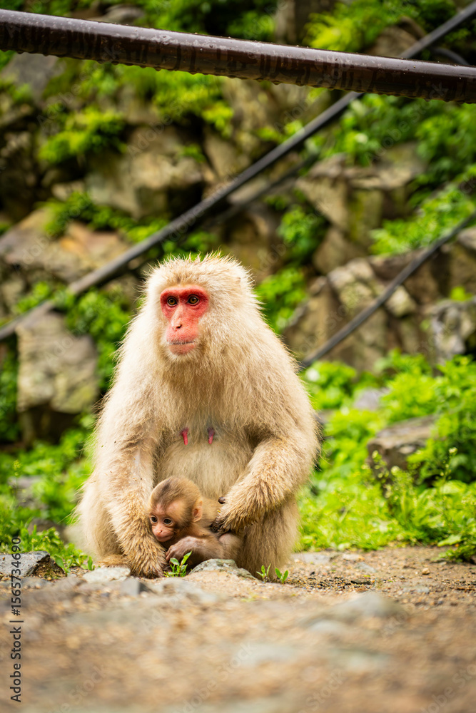 Naklejka premium Mother monkey protecting her baby in Japanese monkey park