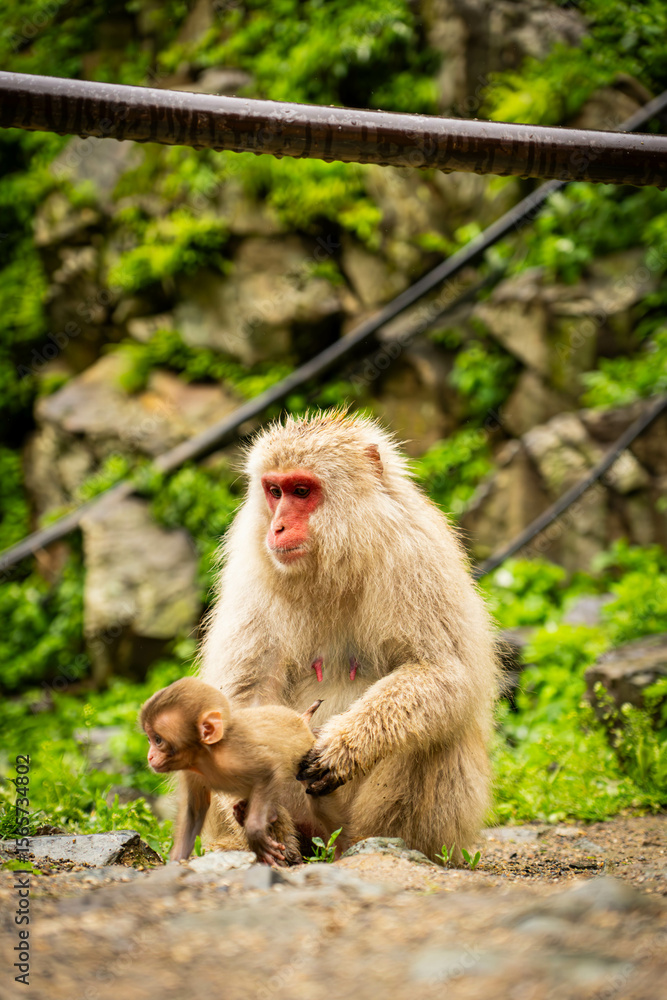 Mother monkey protecting her baby in Japanese monkey park
Mother monkey protecting her baby in Japanese monkey park