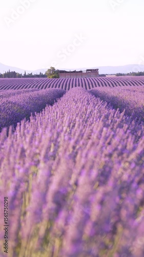 Vertical Video Lavender Fields Blowing in the Wind Rows of Purple Flowers at Sunset in Provence France. Tilt Down Building in Focus