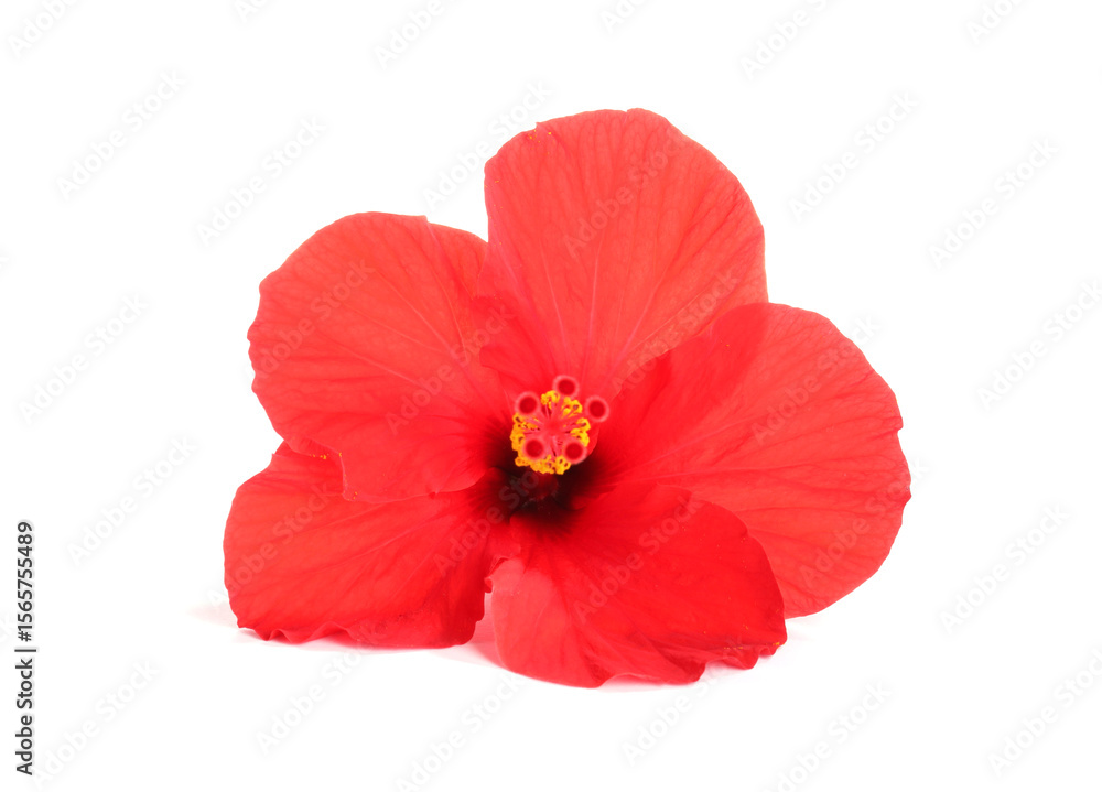 Fototapeta premium Beautiful red hibiscus flower bud isolated on white
