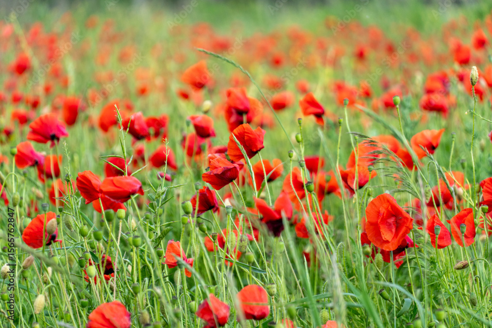 Fototapeta premium Vibrant red poppy flowers cover the field, gently swaying in the breeze. The lush green grass complements the brilliant color of the blossoms, creating a picturesque view