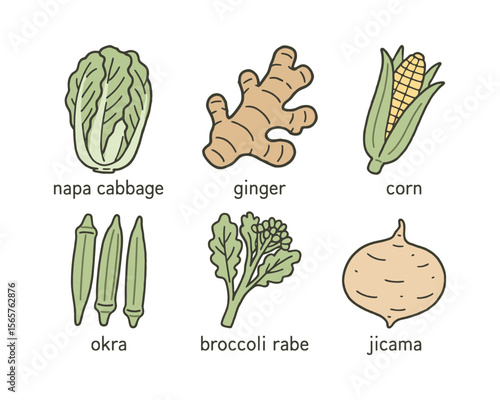 Diverse Vegetables Illustrated: Napa Cabbage, Ginger, Corn, Okra, Broccoli Rabe, Jicama