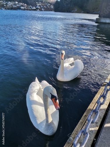 swans on the lake