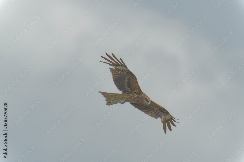 Obraz premium Bird of Prey Gliding in the Sky