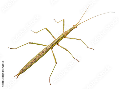 Wallpaper Mural Insect sticks Spanish isolated on a transparent background Torontodigital.ca