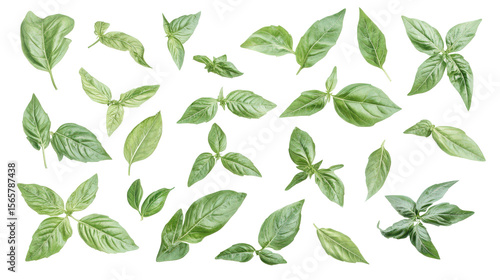 Fresh basil leaves Transparent background, PNG file