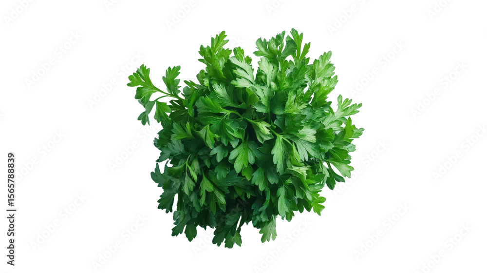 Obraz premium Fresh parsley bunch Transparent background, PNG file