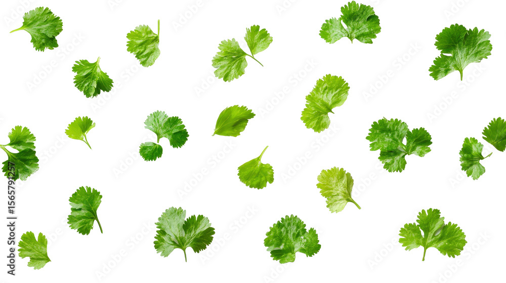 Fototapeta premium Fresh coriander leaf Transparent background, PNG file