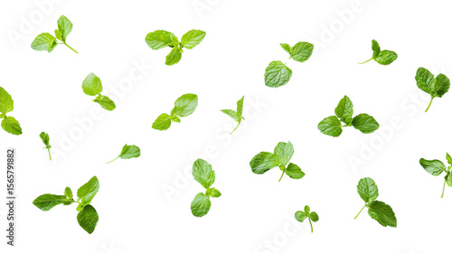 Fresh mint leaves Transparent background, PNG file