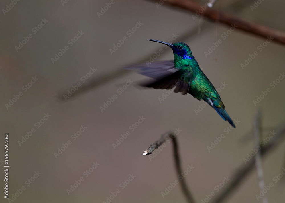 Fototapeta premium Purple-throated Sunangel at Huembo Reserve, Amazonas — a jewel of the Andean cloud forest captured in a moment of stillness