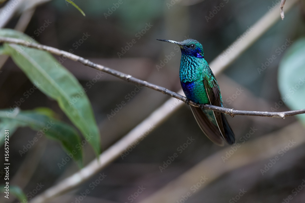 Fototapeta premium Purple-throated Sunangel at Huembo Reserve, Amazonas — a jewel of the Andean cloud forest captured in a moment of stillness