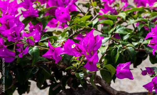 bougainville beautiful purple