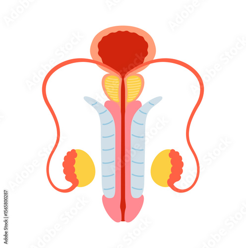 Male reproductive system anatomy isolated vector cartoon illustration. Anatomical bladder, penis prostate testicles symbol on white background. Drawing organ human man anatomy medical education design
