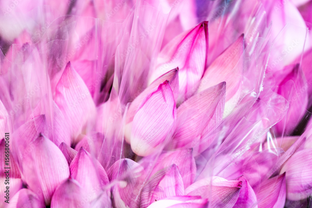 Obraz premium pink tulips