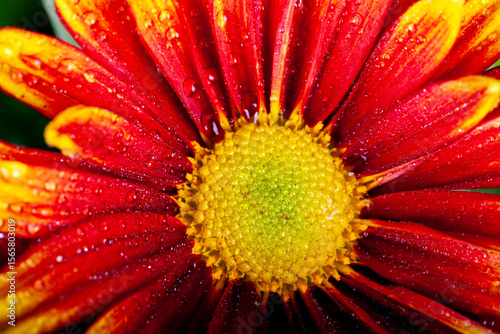 Billede på lærred cheerful orange gazania drought tolerant