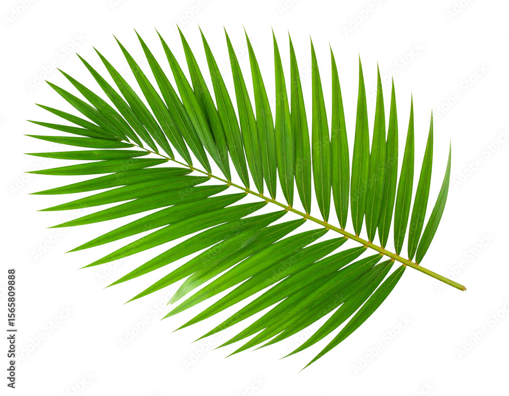 Fototapeta premium Top View of Fresh Green Palm Frond for Exotic isolated PNG with transparent background PNG
