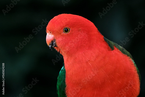 King Parrot Male on Dark Background looking to the left