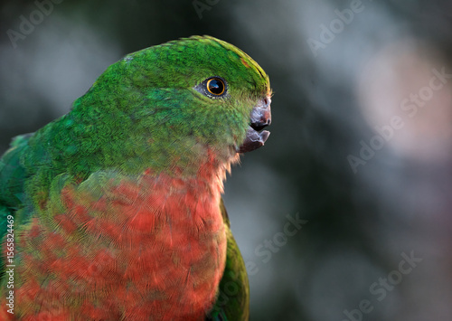 Female King Parrot with  broken beak looking to the right