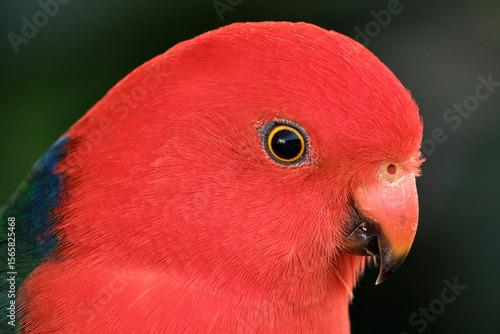King Parrot Male Closeup head shot on Dark Background  looking to the right