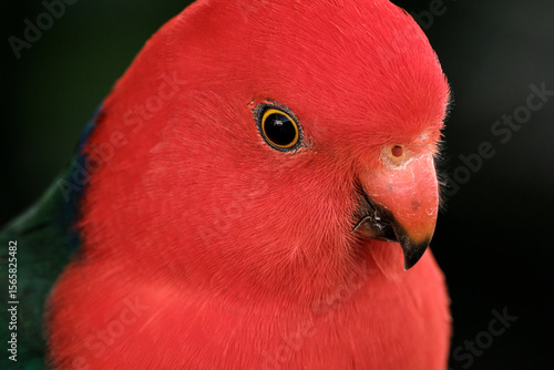 King Parrot Male Closeup head shot on Dark Background  looking to the right