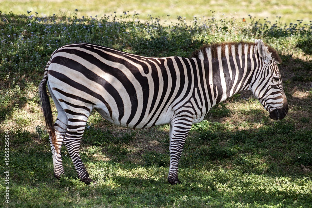 Obraz premium zebra in the grass